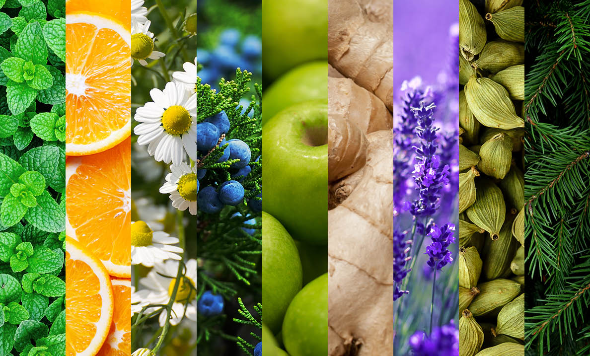 Our Favorite 28 Terpenes for Cannabis Products