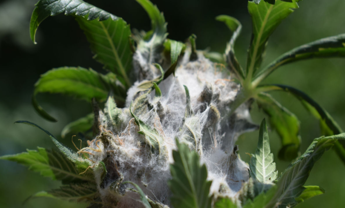 What Are the Dangers of Smoking Moldy Cannabis?