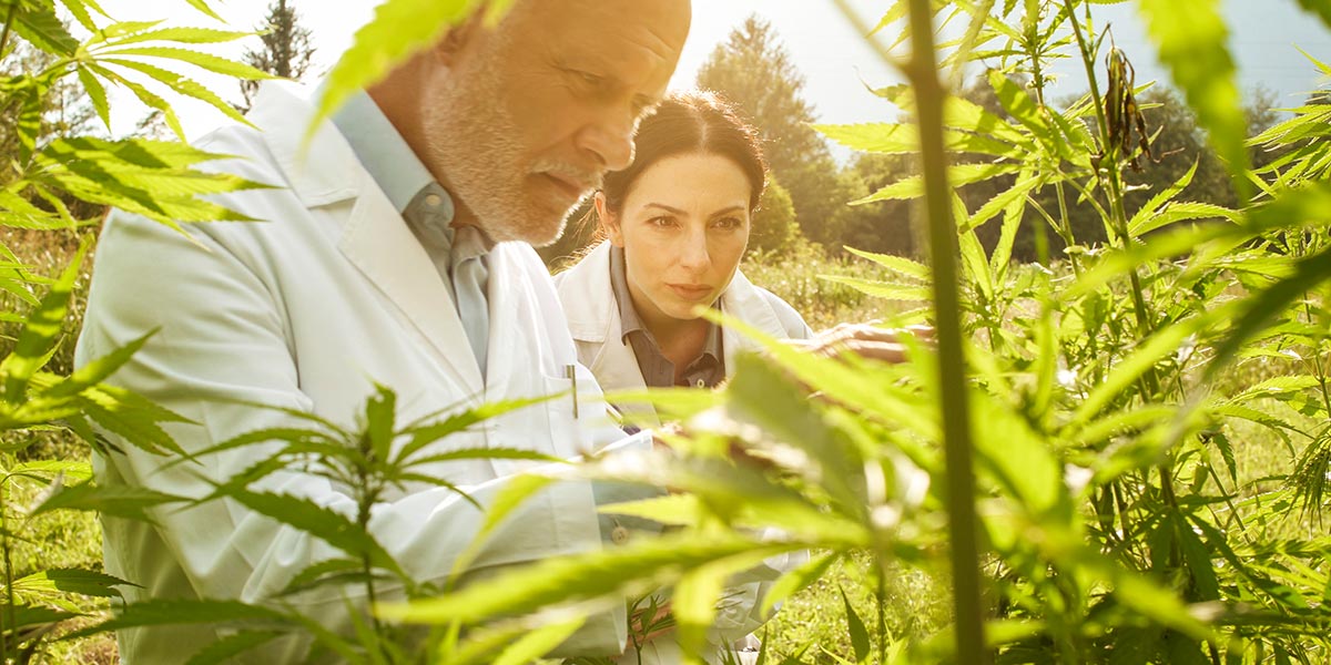 Testing Best Practices for Hemp Growers