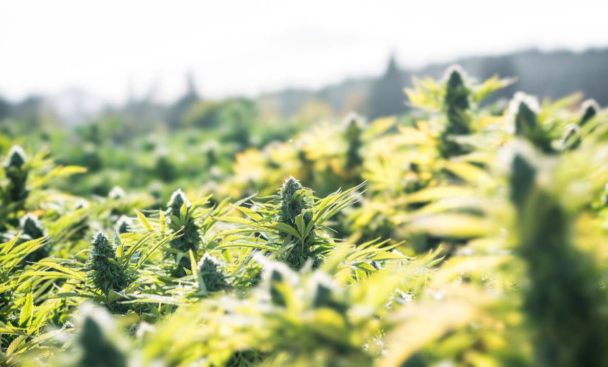 Harvest Season for Outdoor Cannabis | Preserve Sun-Grown Cannabis